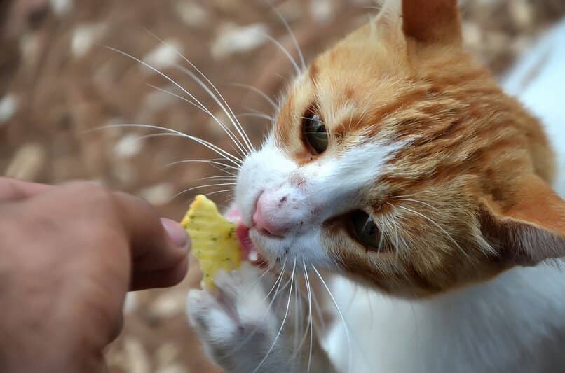 gatito recibiendo comida