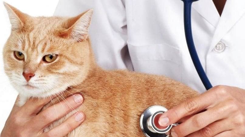 veterinario examinando a gato 