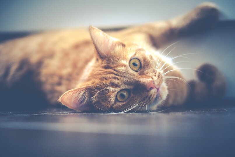 gato macho naranja