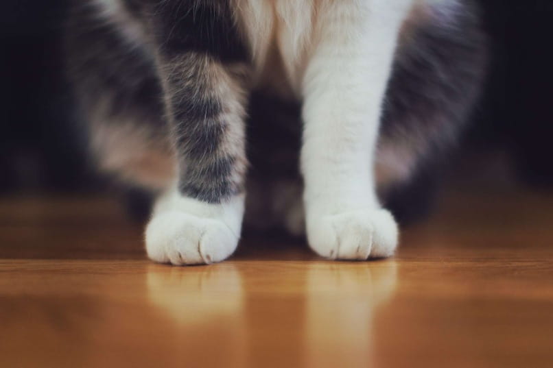 patas de gato color blancas