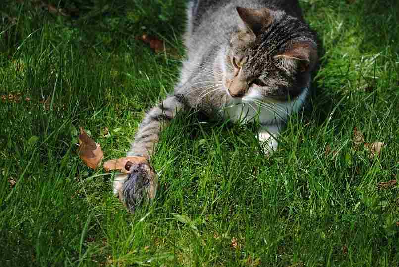 gato en la grama jugando