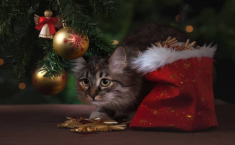 gatito debajo de arbol de navidad