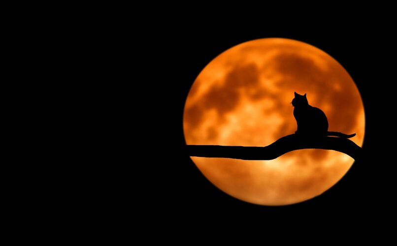 gato ashera en uno de sus paseos nocturnos