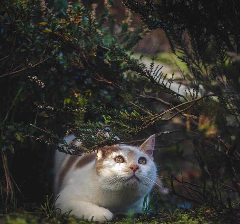gato escondido bajo los arbusto