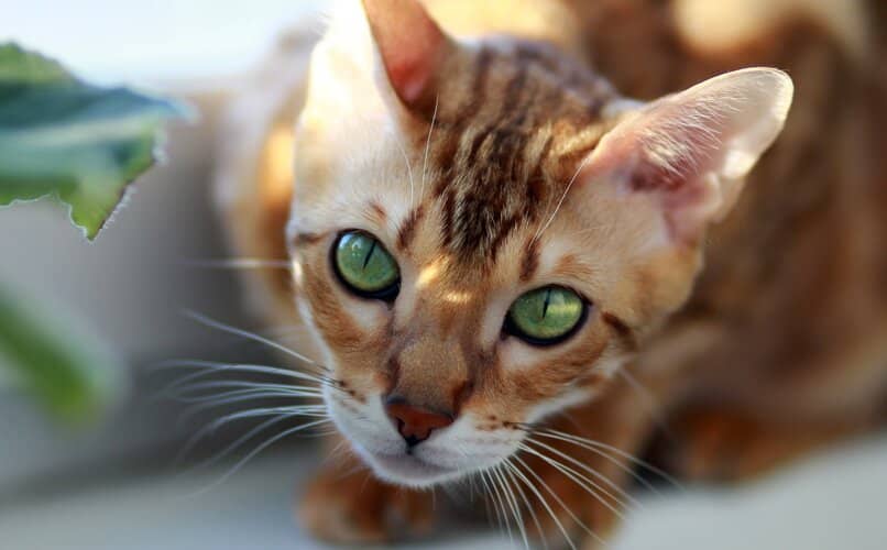 rostro de cerca de gato bengali