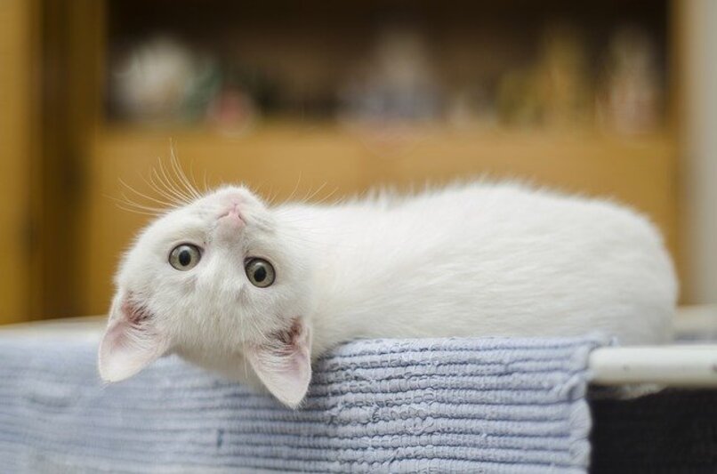 gato blanco acostado de cabeza