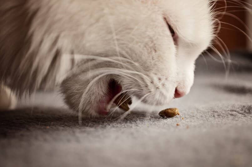 gata blanca comiendo