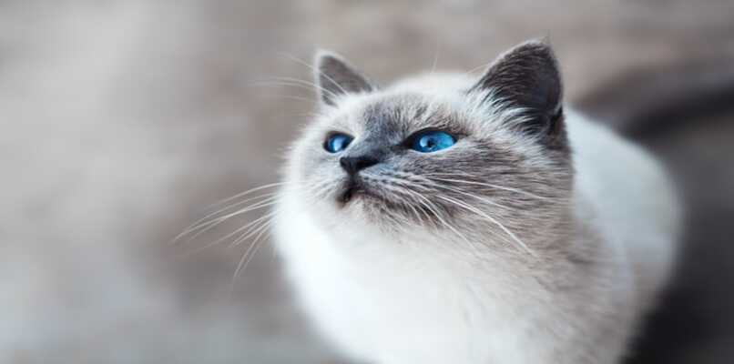 gato de color gris y blanco