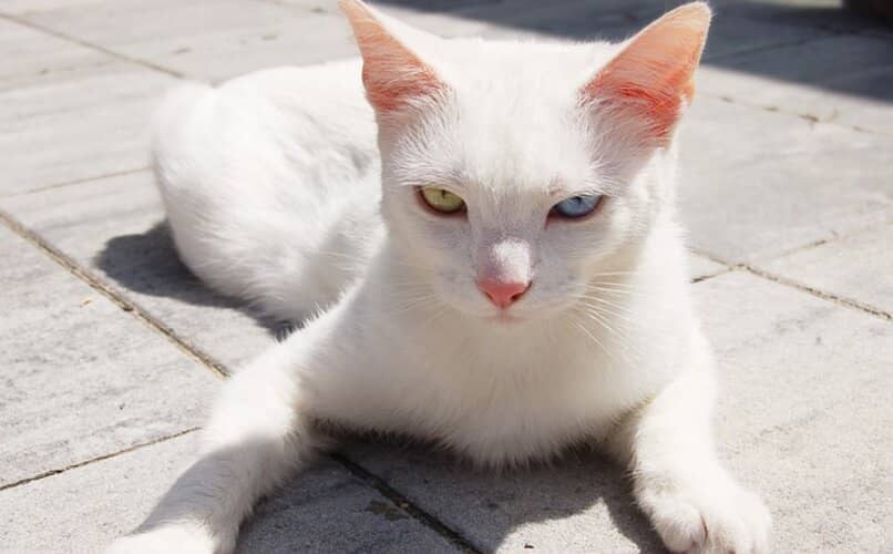 gato blanco ojos colores