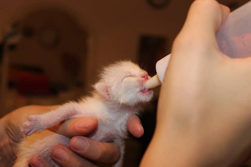 gatito recien nacido