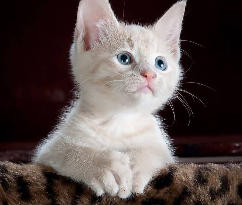 gato blanco de ojos azules