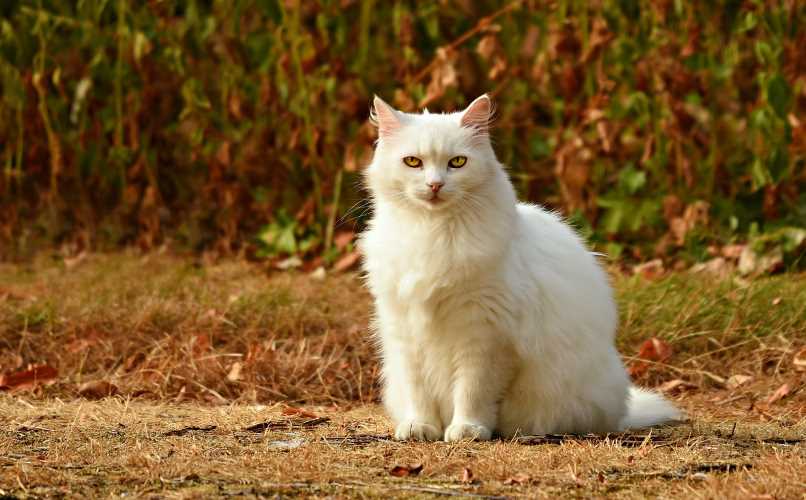 gato en plena condicion fisica 