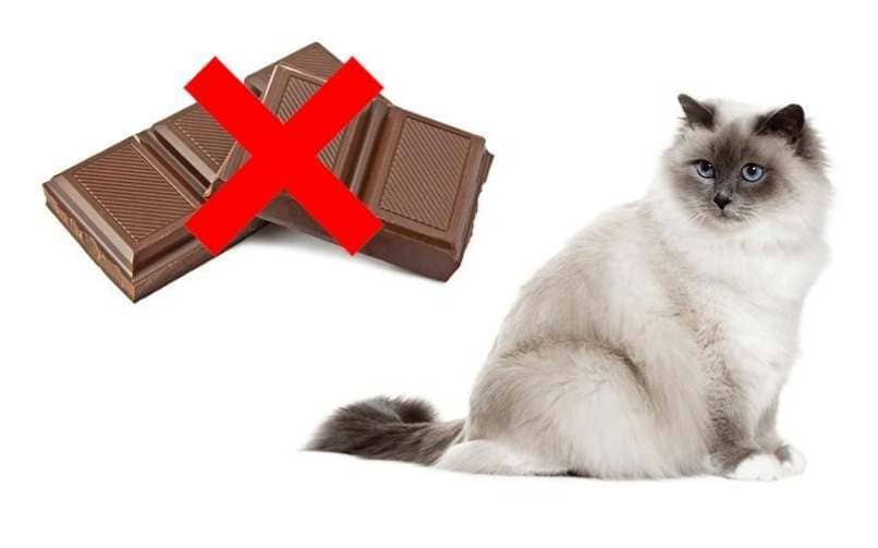 gato blanco y prohibicion de comer chocolate