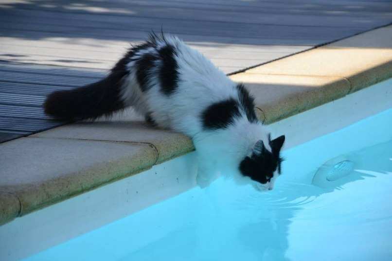 gato bosque de noruega bebiendo agua de piscina