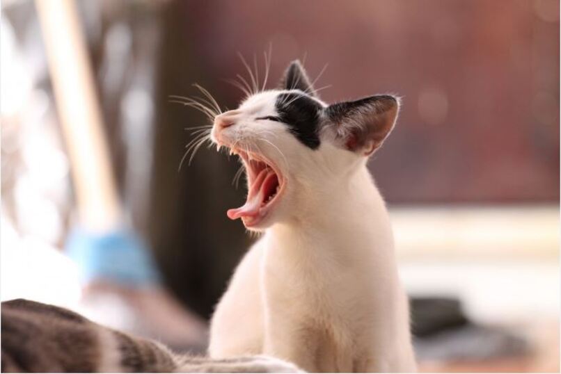 gato pequeno bostezando