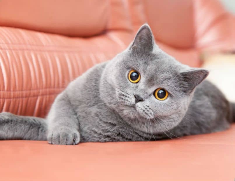 sofa raza gato