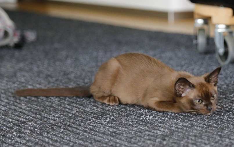 gato burmes en agachado en alfombra