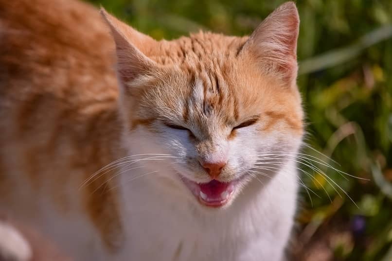 gato anaranjado