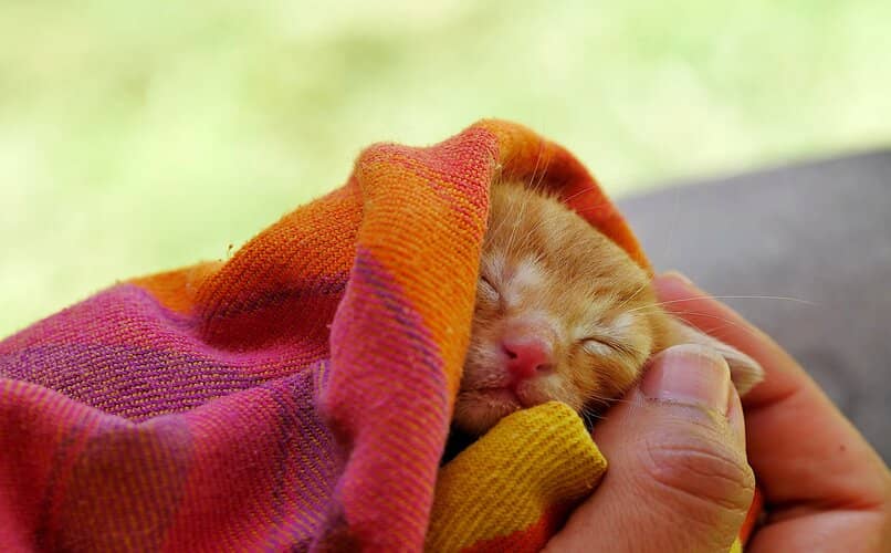gatito recien nacido durmiendo en manta 