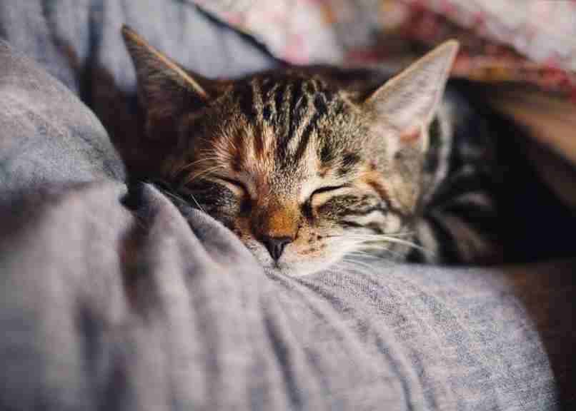 gato acostado sobre almohada