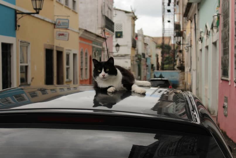 evitar que el gato se maree en el coche