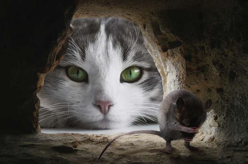 gato acostado viendo raton