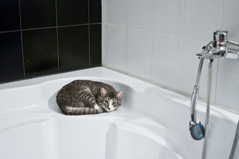 gato cerca de una bañera