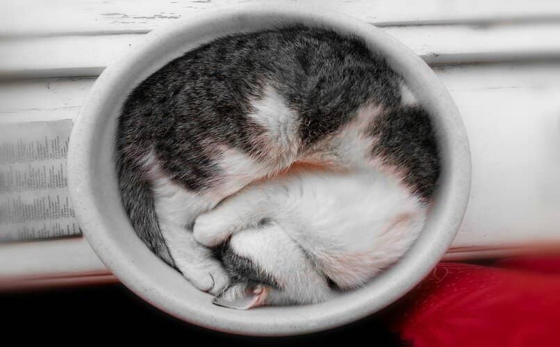 gato durmiendo enrollado sobre si mismo