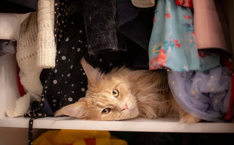 gato escondido entre la ropa