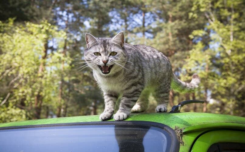 gato sobre el techo del coche molesto