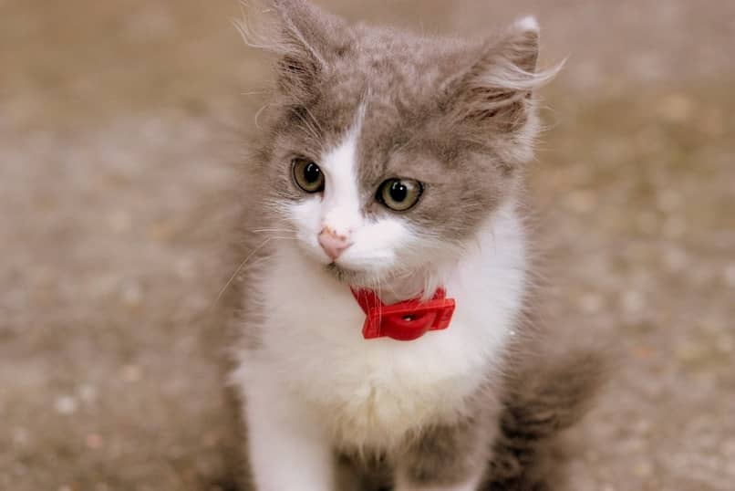modelos collar antipulgas en gatos