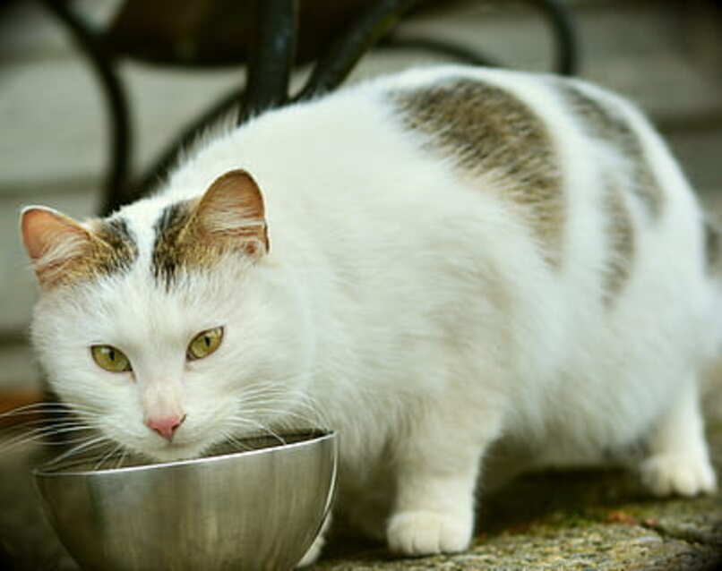 procedimiento para cambiarle el alimento a los gatos