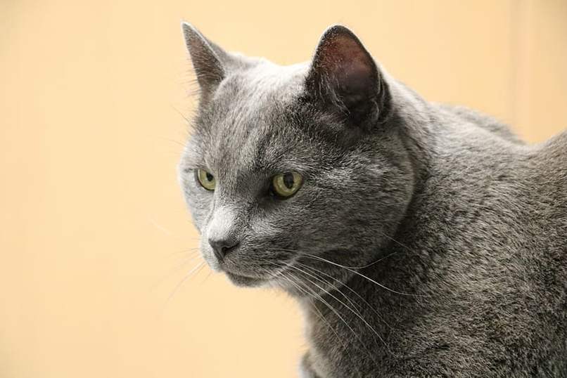 gato gris parado