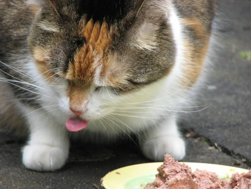 cambiar alimentos de gatos