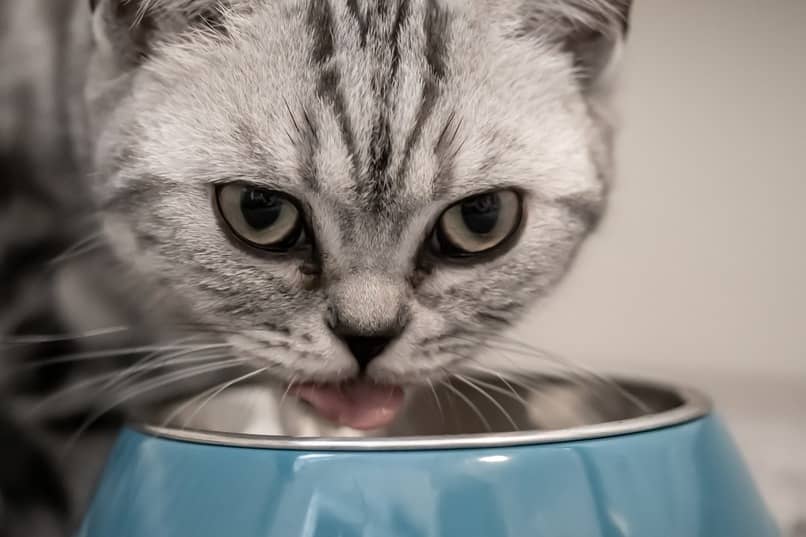 contraindicaciones del pescado en la dieta de un gato