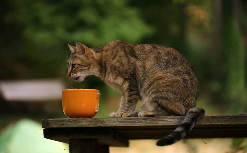 gatito comiendo fuera de casa