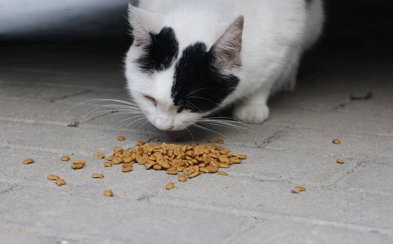 gato consiguiendo comida tras seguir el laser