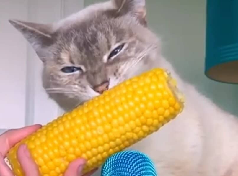 gato mordiendo maiz