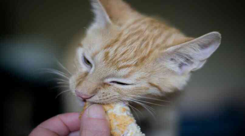 gato amarillo comiendo un pedazo de pan