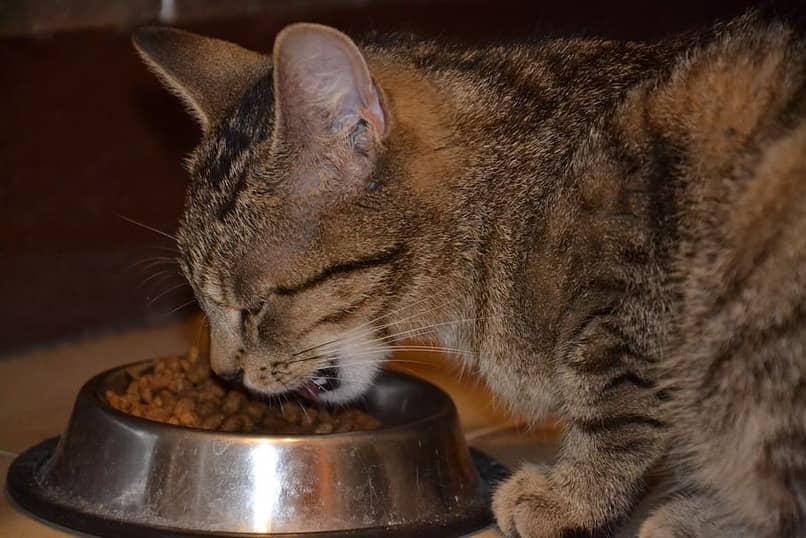 calidad de comida para gatos