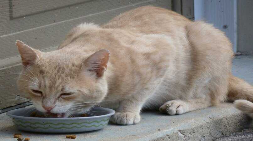 gato amarillo comiendo