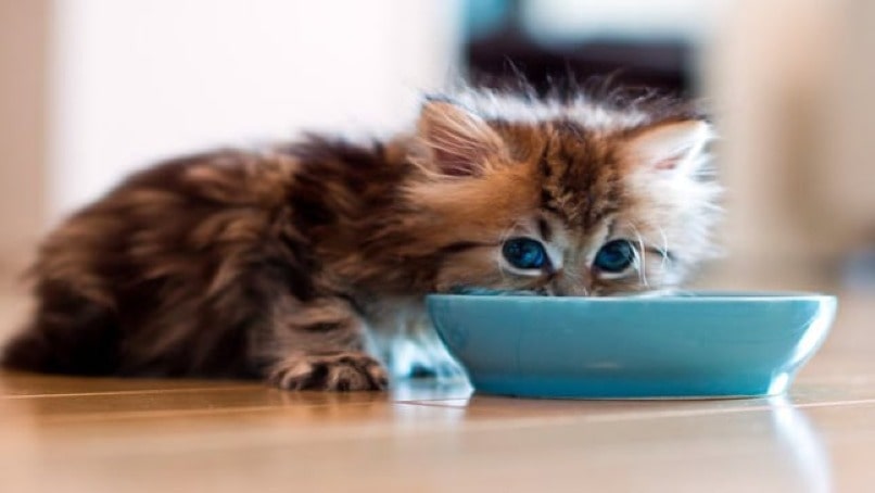 pequeno gato tomando leche