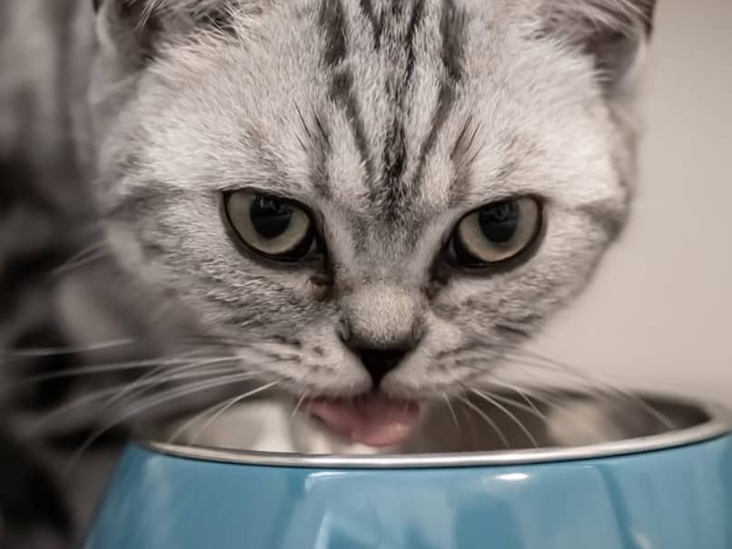 gato tomando agua