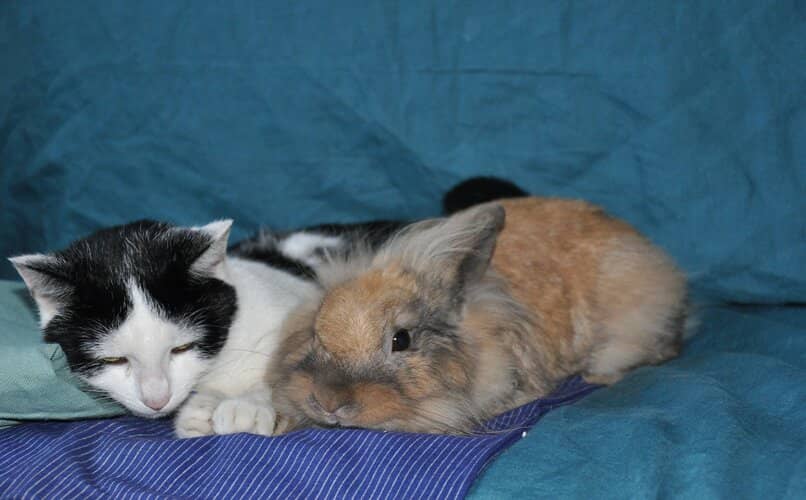 gato y conejo descansando juntos en mueble