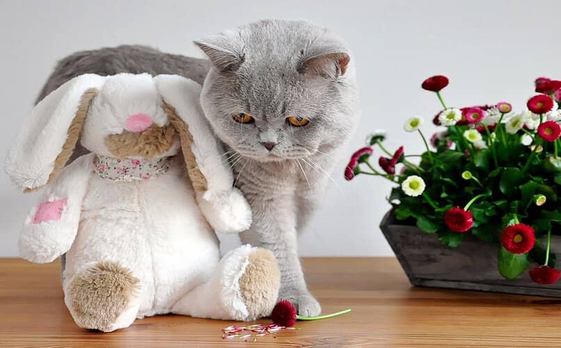 gato jugando con conejo de peluche