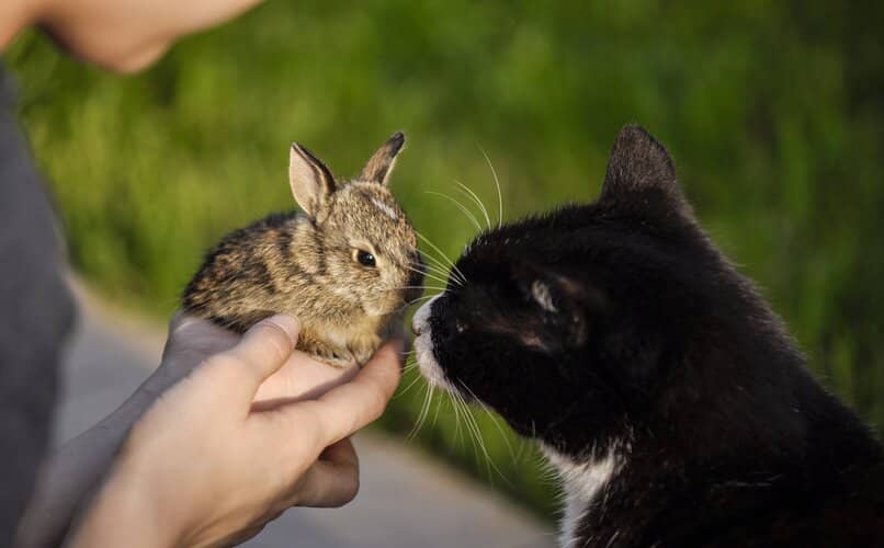 gato conociendo al conejo por primera vez