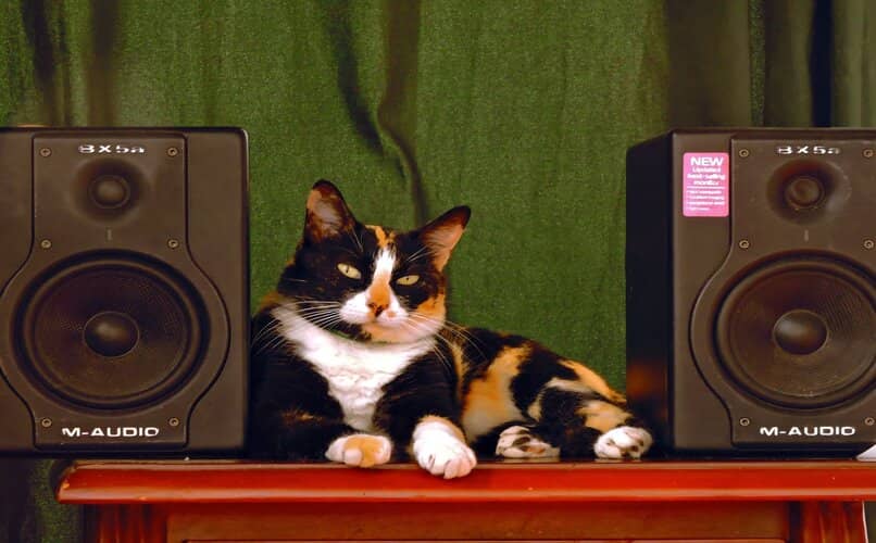 gato en casa escuchando musica clasica