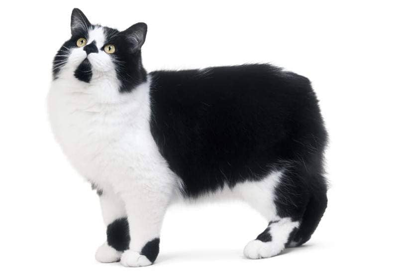 gato cymric blanco y negro en el piso