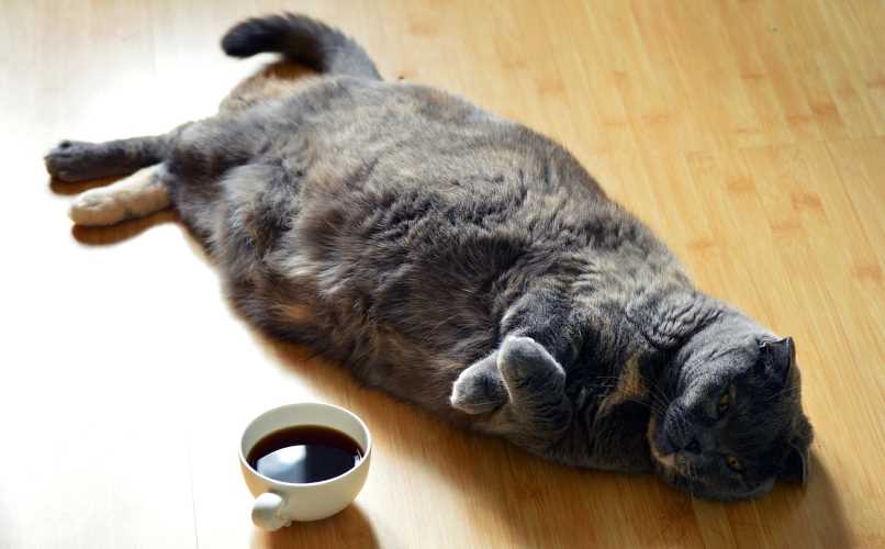 gato acostado con problemas de peso