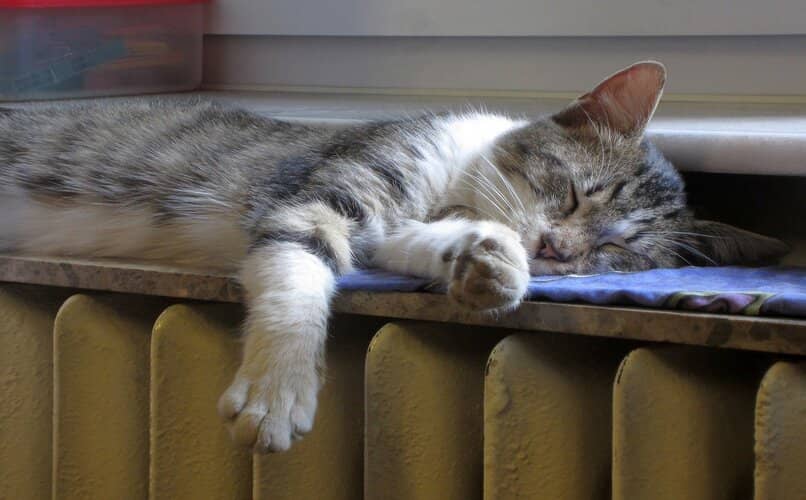 gatito dormido encima del radiador